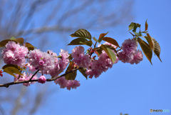 八重桜