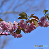 八重桜