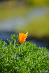 花菱草　？