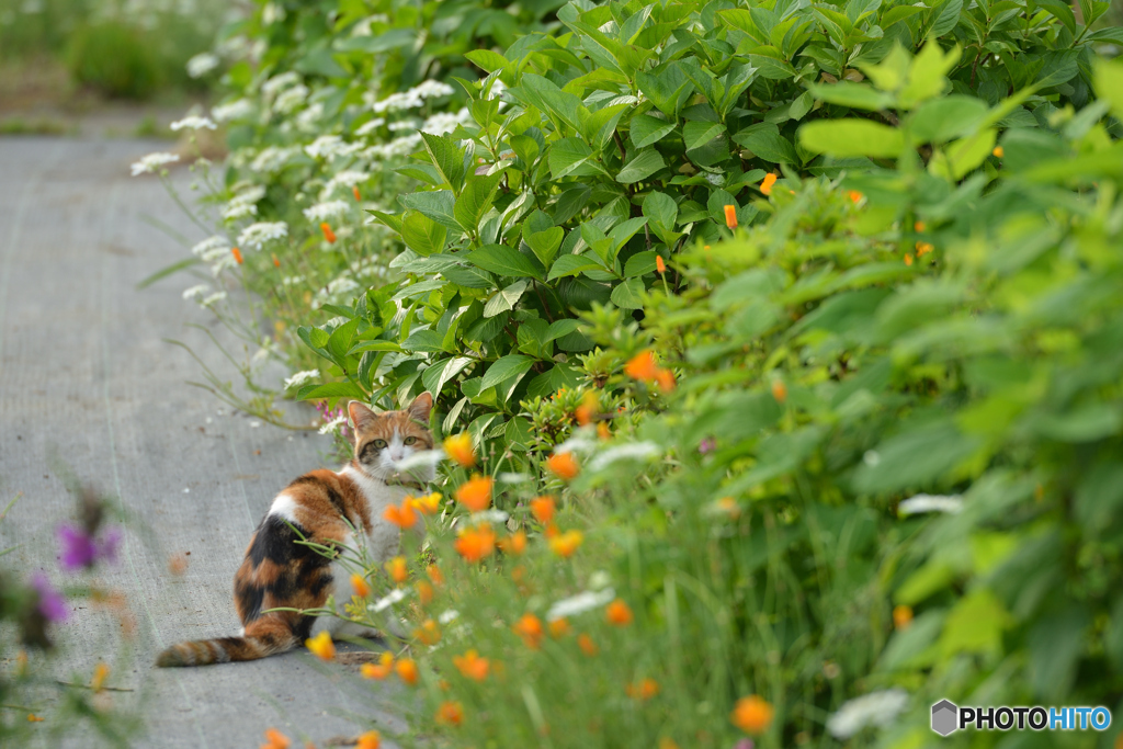 こっちに来ないで