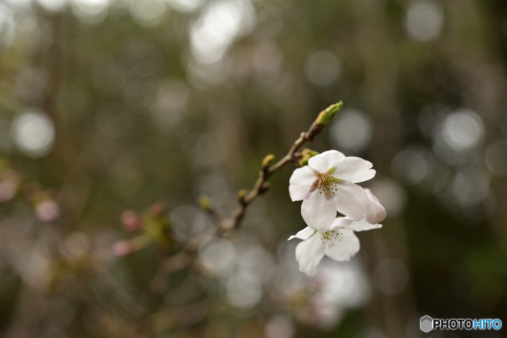 桜
