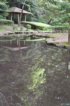 水に写し出される