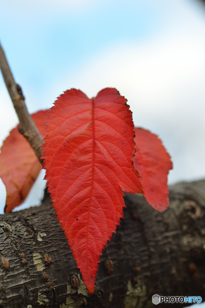 赤い葉