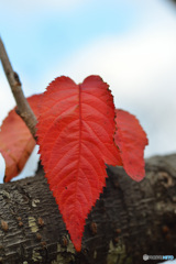 赤い葉