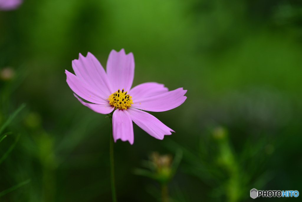 秋桜