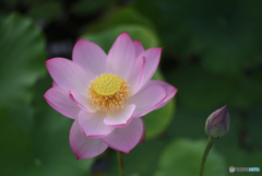 花に、つぼみ