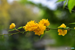 山吹