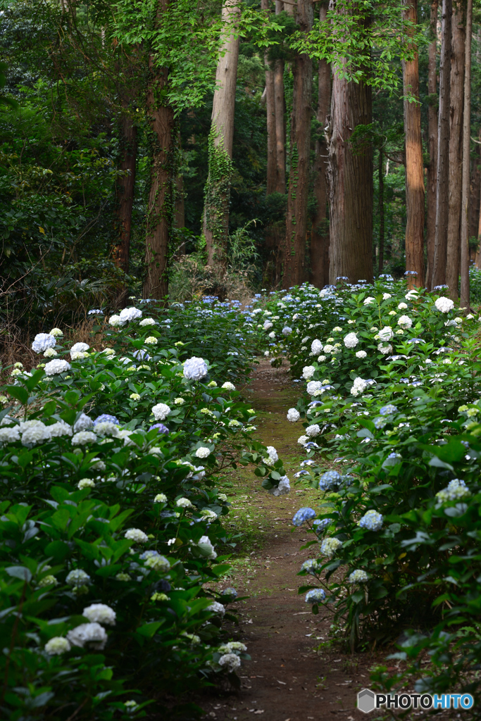 森林の紫陽花　②