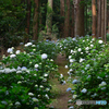 森林の紫陽花　②