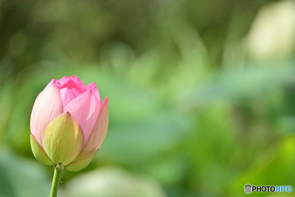 一輪の花