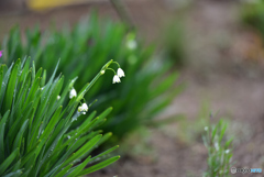 スノーフレーク