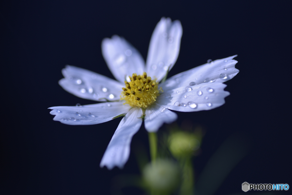 雨上がりの秋桜