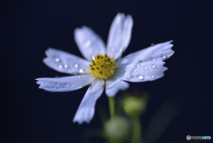 雨上がりの秋桜