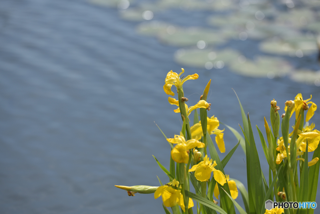 水辺に咲く花