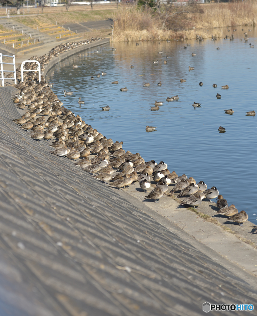 かも、が並んでる