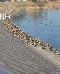 かも、が並んでる