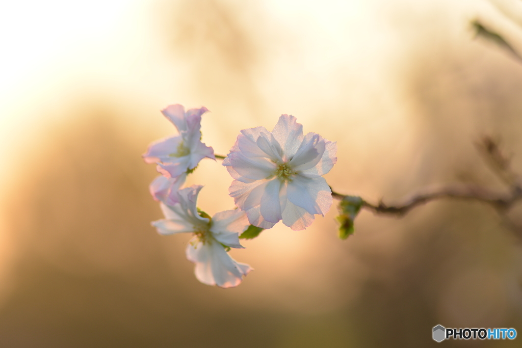 朝陽の桜