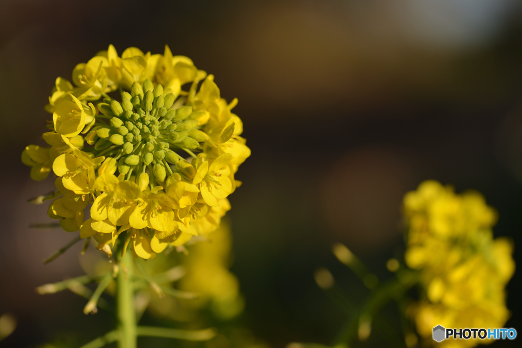 菜の花　①