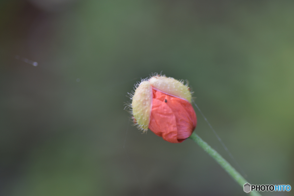 花になる頃