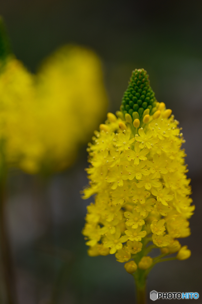 これも花だよねー