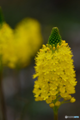 これも花だよねー