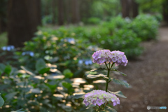 森林の紫陽花　①
