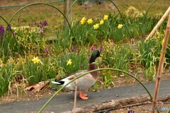 花壇にいた鴨さん