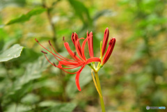 開花