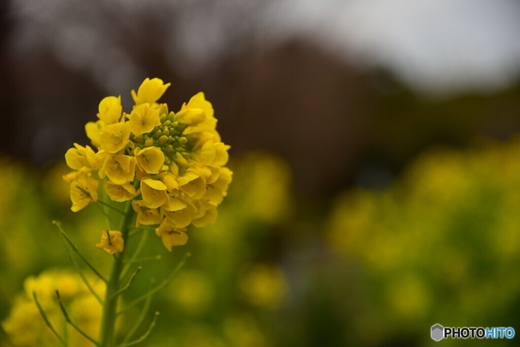 菜の花 