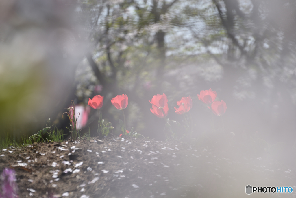 霞むチューリップ