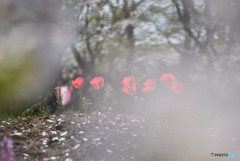 霞むチューリップ
