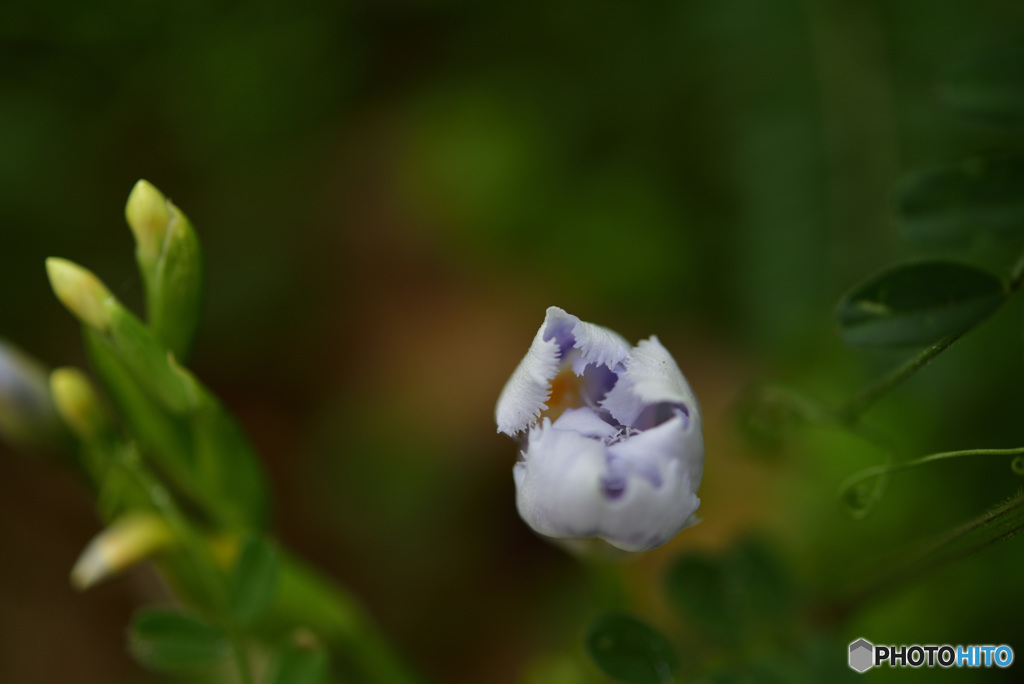チョキかパーか迷う