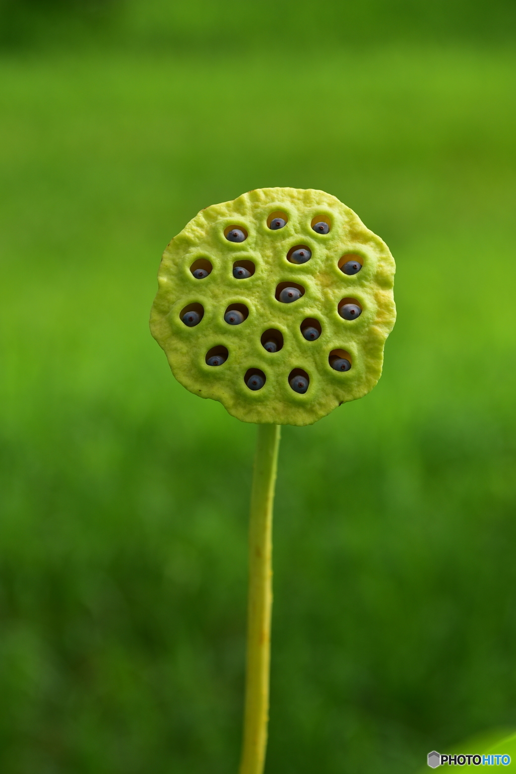 どこの星から来たんですか