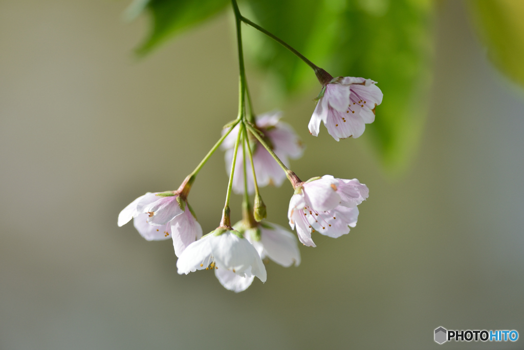 桜、終わる頃　　②