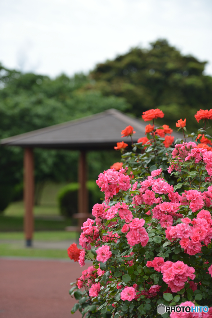 バラがある公園