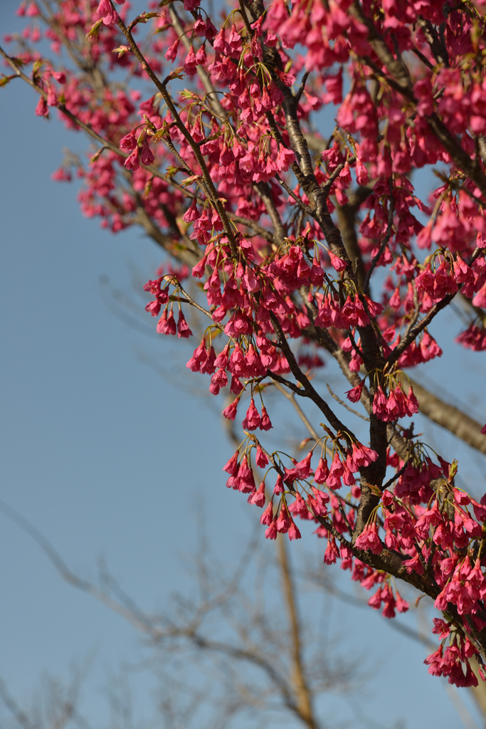 寒緋桜