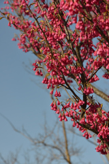 寒緋桜