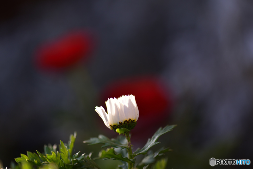 保育園の花壇より。③