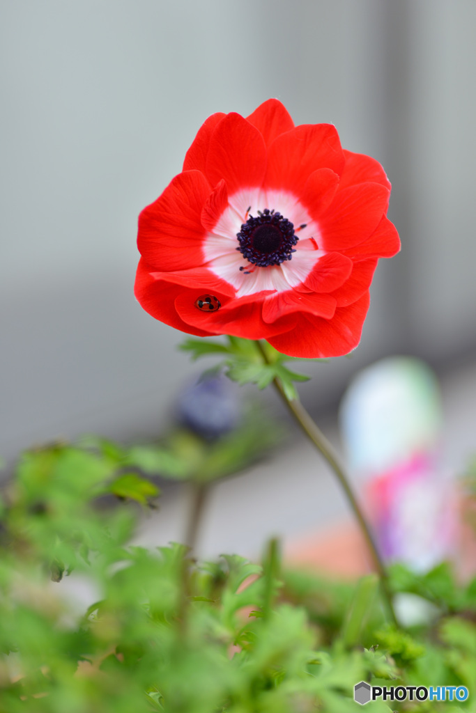 プランターの花　③