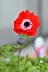 プランターの花　③