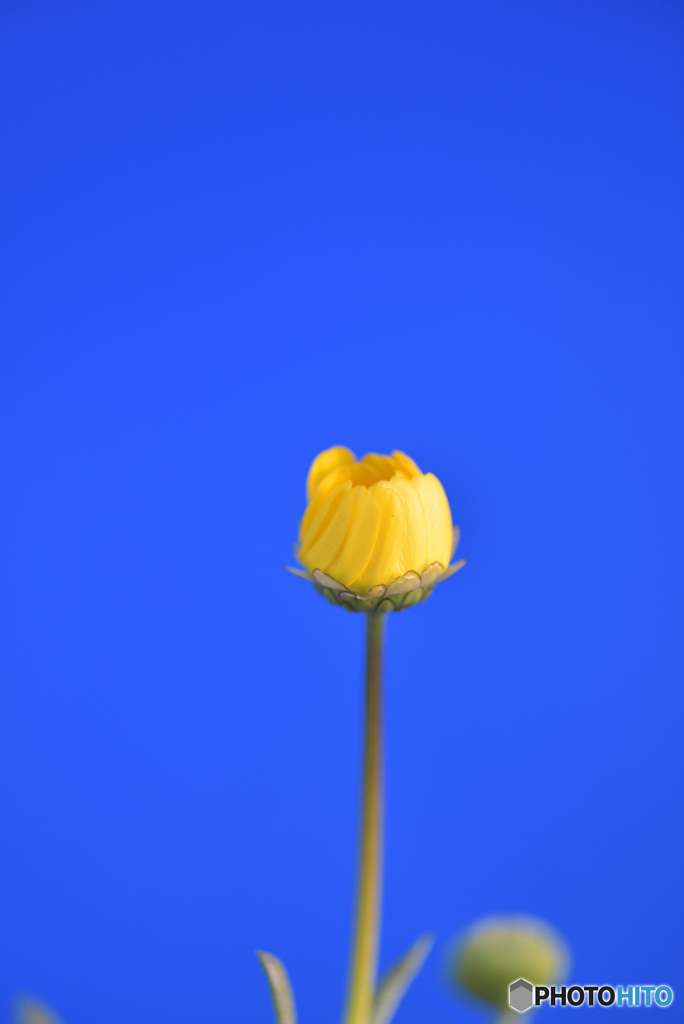 プランターの花②