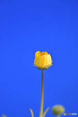 プランターの花②