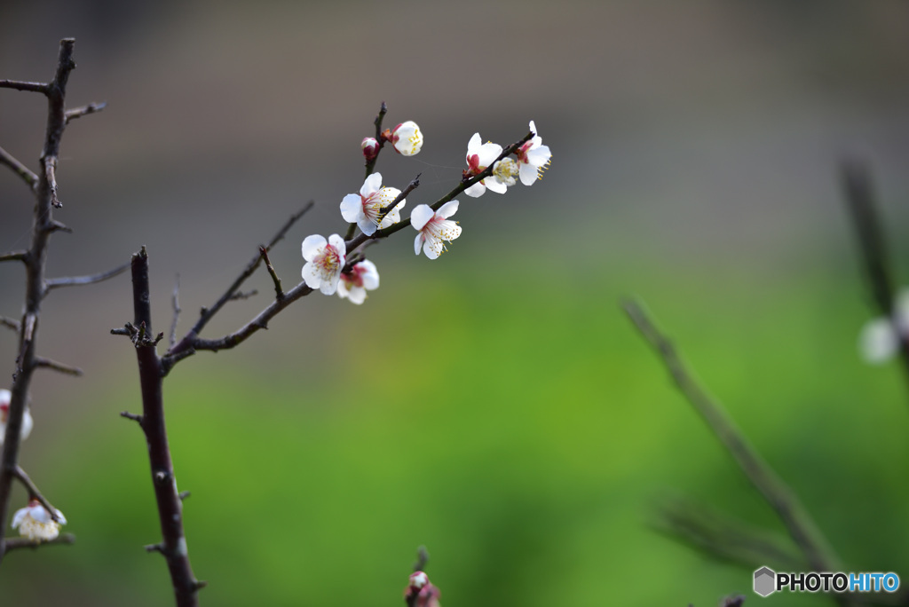 梅③
