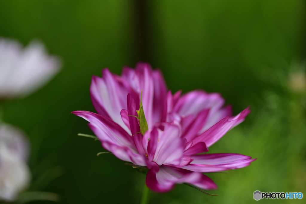 花の中から、おはよう