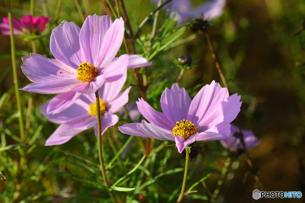 冬のコスモス