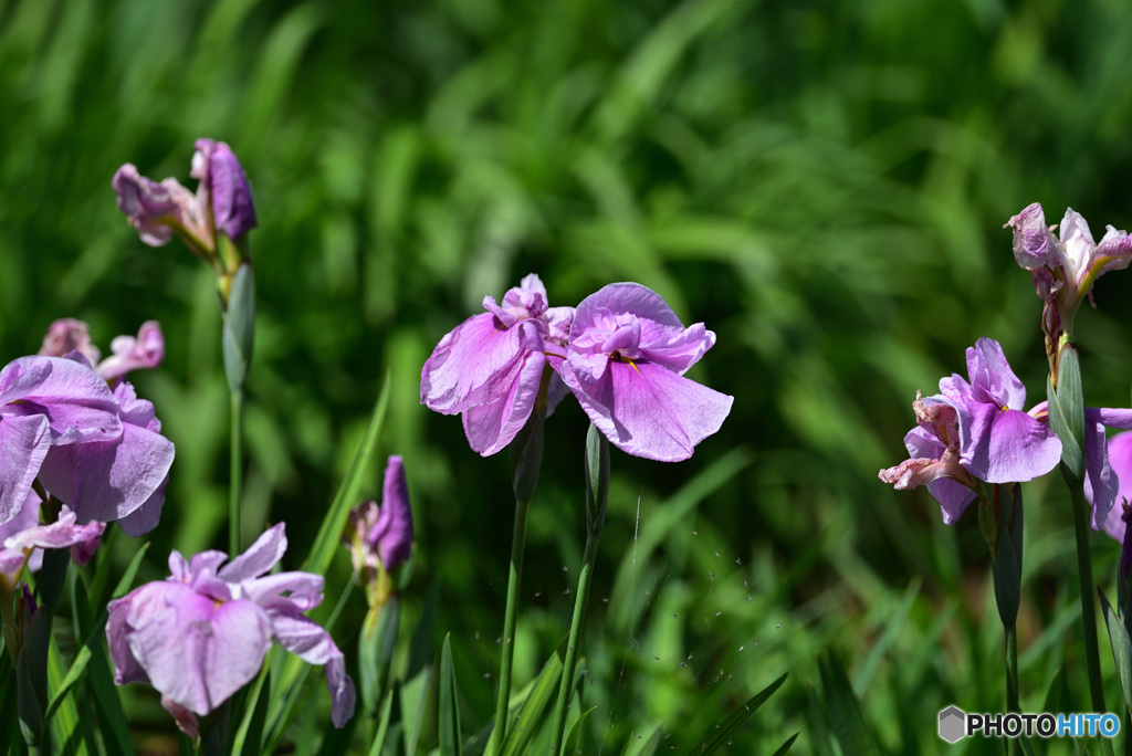 花菖蒲　①