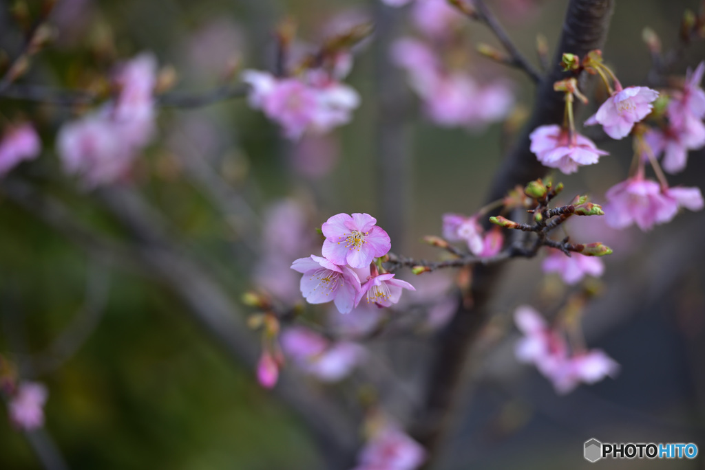 桜②