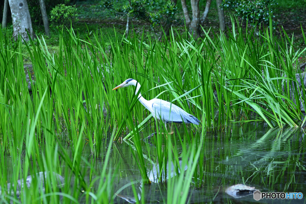 そろり、そろり、歩くと