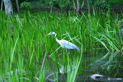 そろり、そろり、歩くと