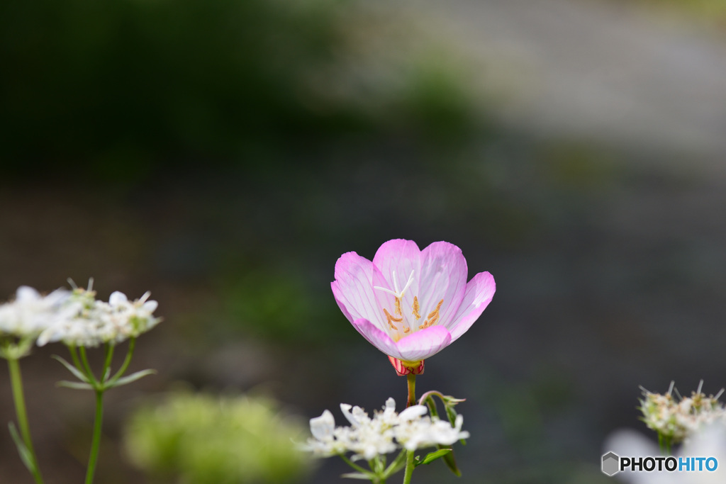 ヒルザキ月見草